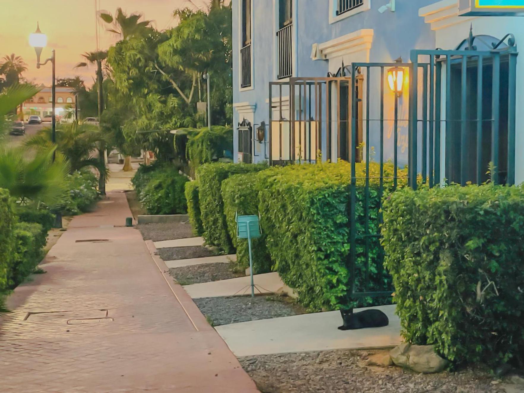 Gallo Azul Hotel, En El Corazon De Todos Santos Dış mekan fotoğraf